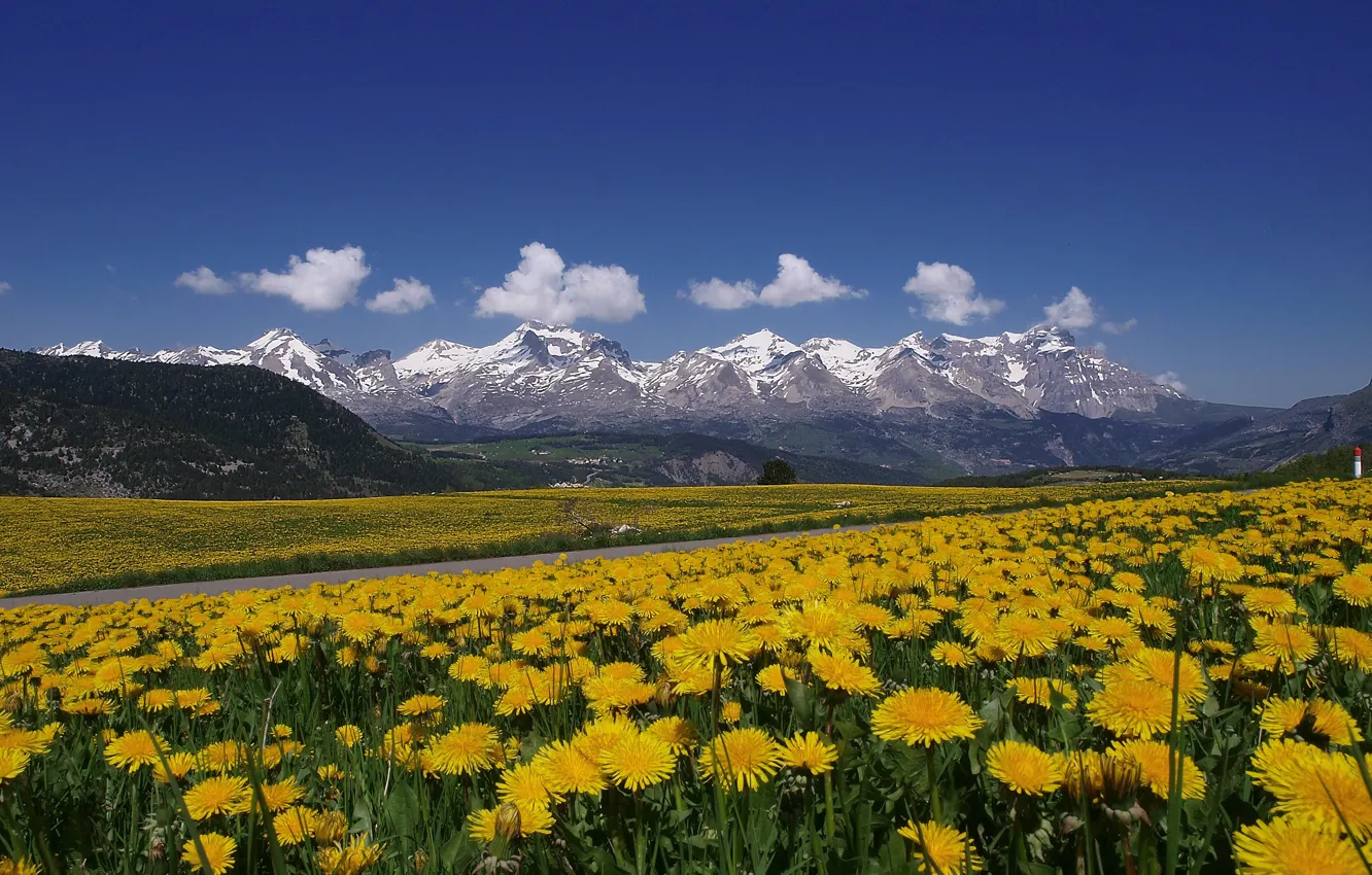 Photo wallpaper road, flowers, mountains, dandelion, meadow