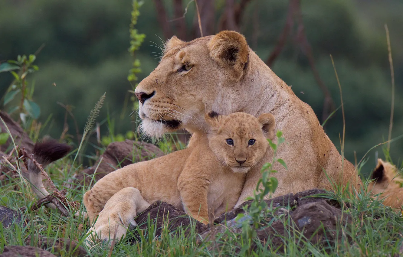 Photo wallpaper grass, cub, wild cats, lions, lioness, lion
