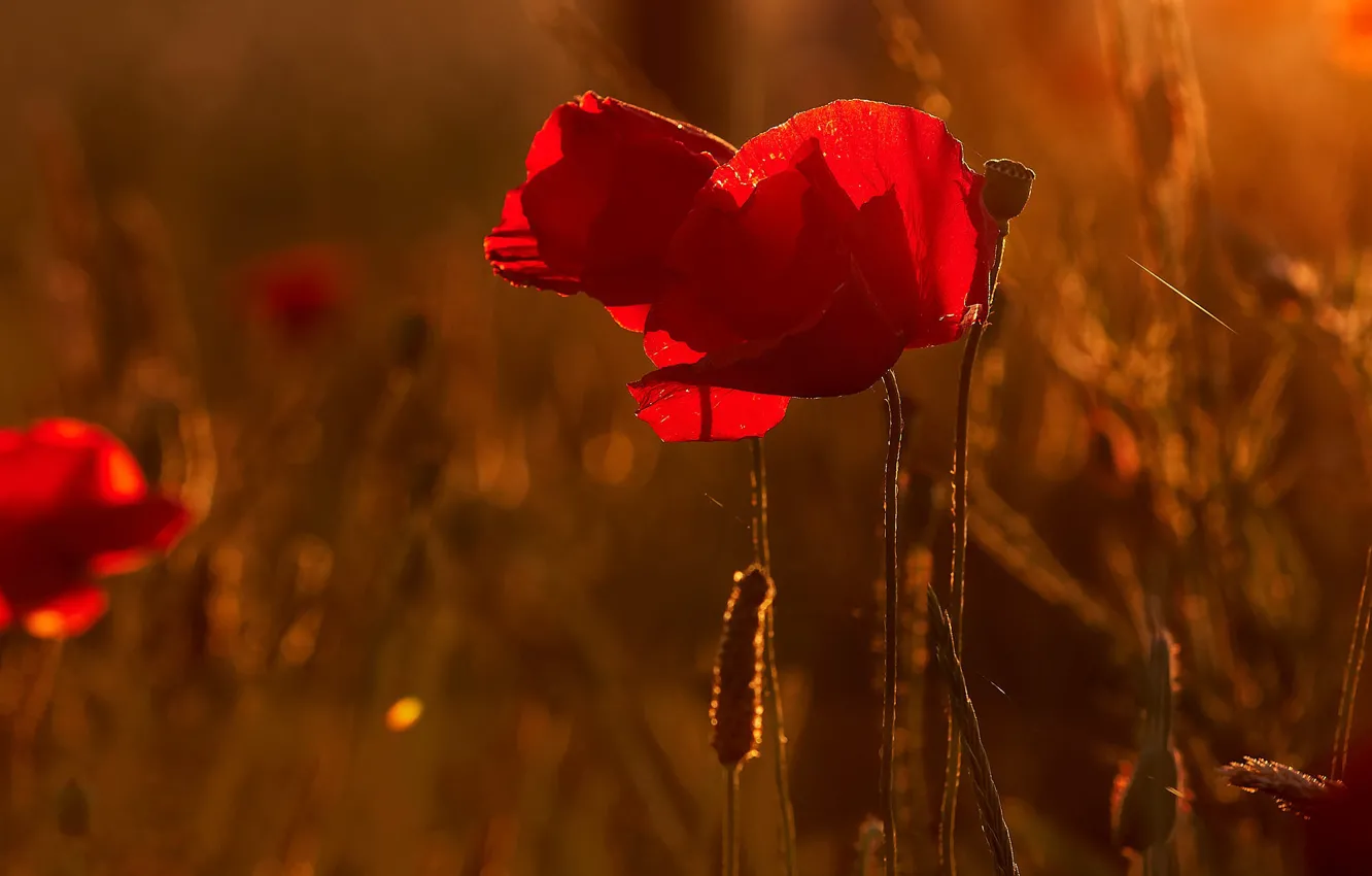 Photo wallpaper light, red, Maki