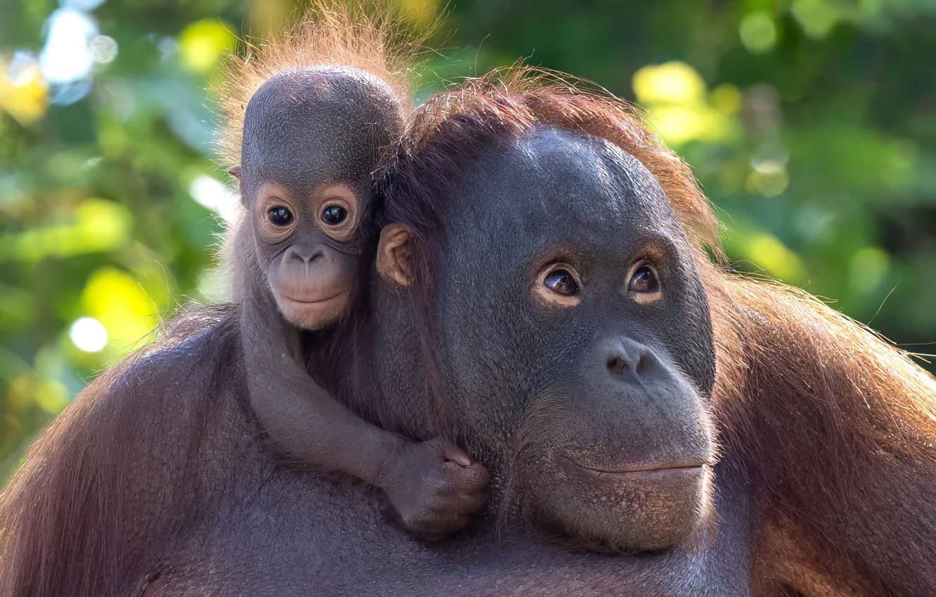 Photo wallpaper look, children, pose, portrait, legs, baby, monkey, pair