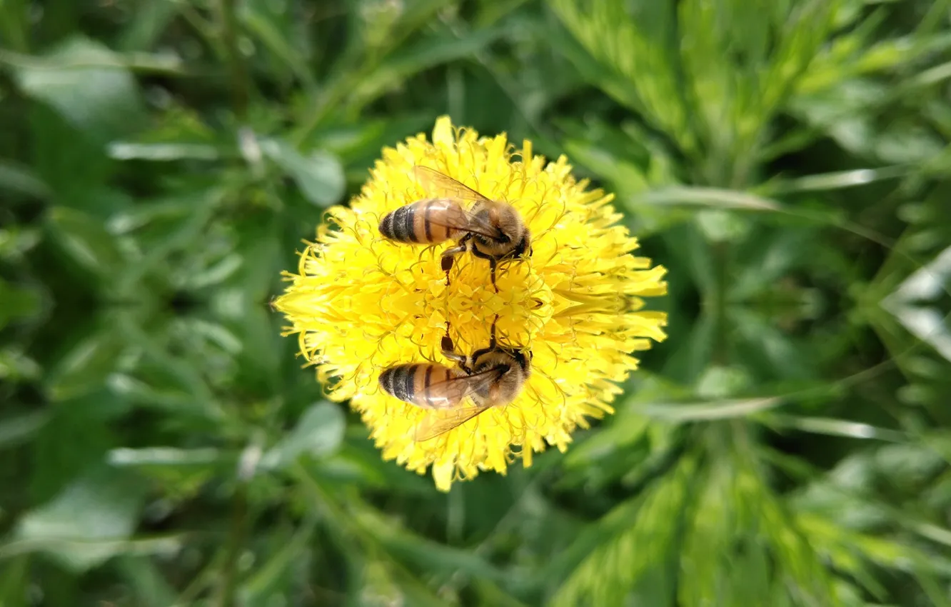 Photo wallpaper bee, dandelion, mirror