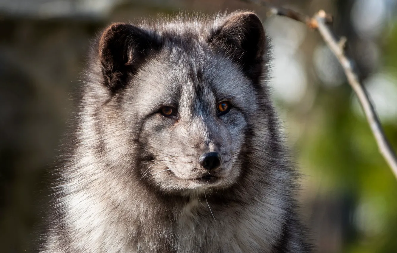 Photo wallpaper look, face, grey, portrait, Fox