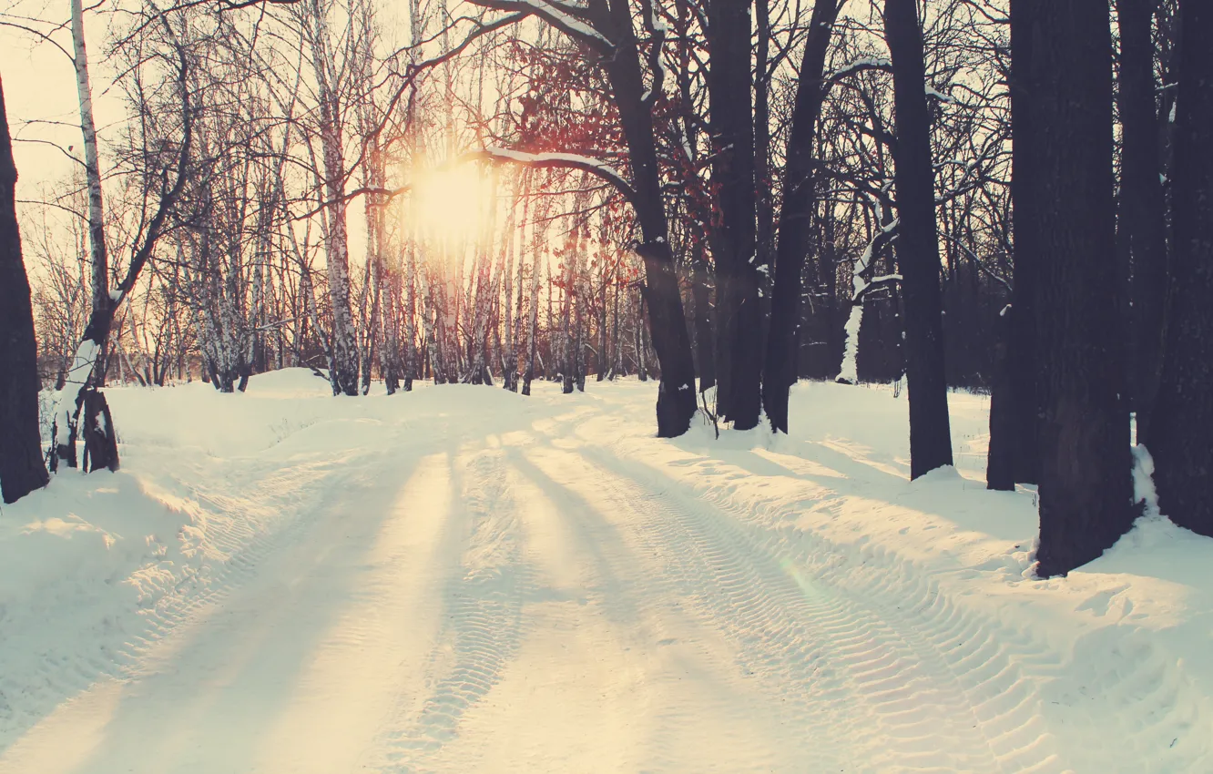 Photo wallpaper winter, forest, snow, nature, heat, forest, winter, snow