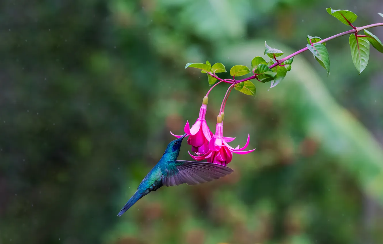 Photo wallpaper flight, flowers, bird, Hummingbird