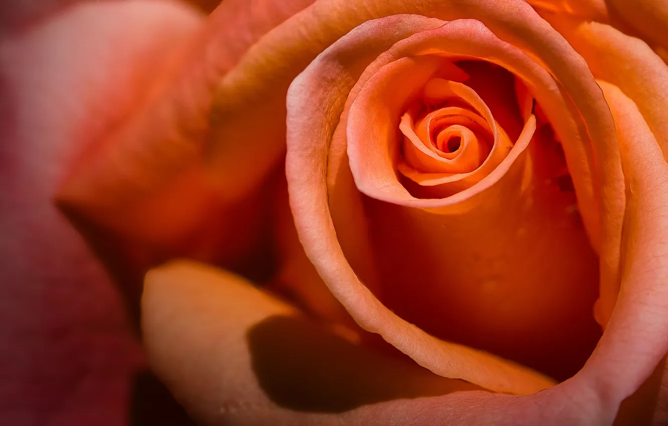 Photo wallpaper macro, roses, buds