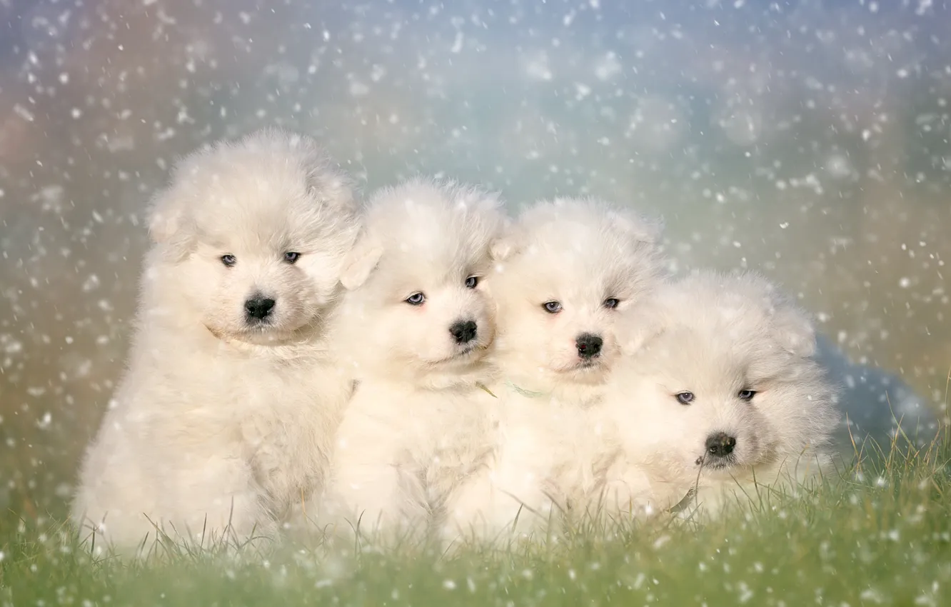 Photo wallpaper puppies, Quartet, Samoyed, the Samoyed