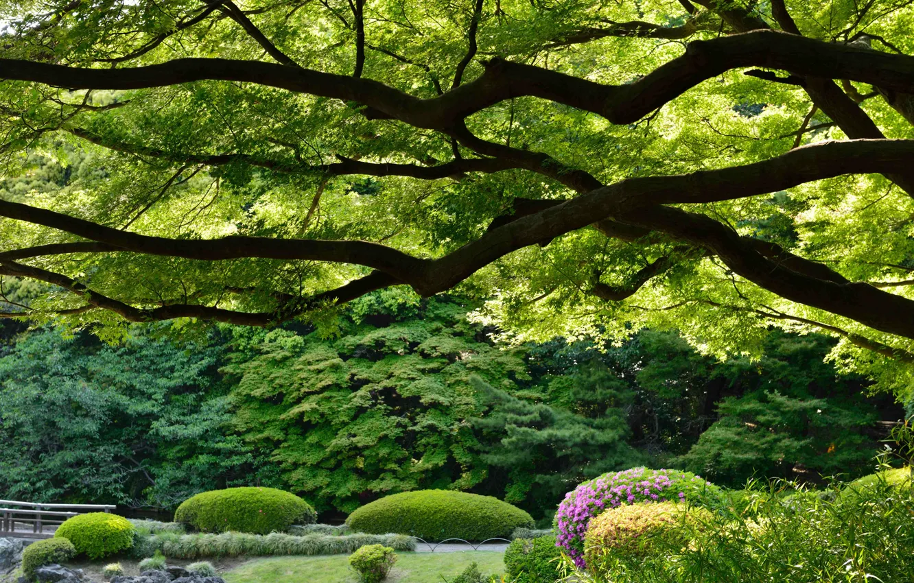 Photo wallpaper trees, Park, Japan, Tokyo, Tokyo, Japan, Imperial Shinjuku Park, Shinjuku Gyoen