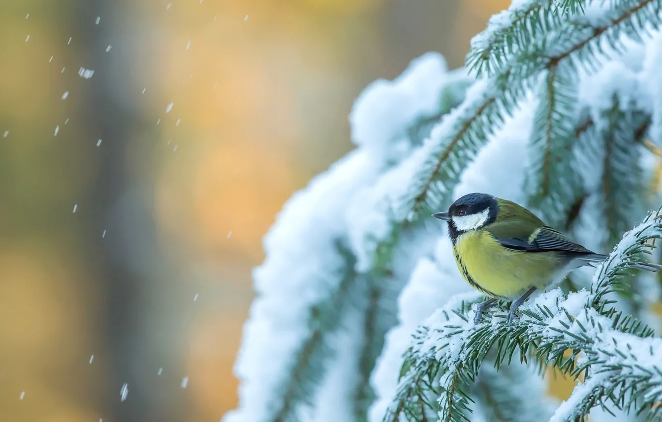 Photo wallpaper winter, snow, tree, bird, spruce, tit