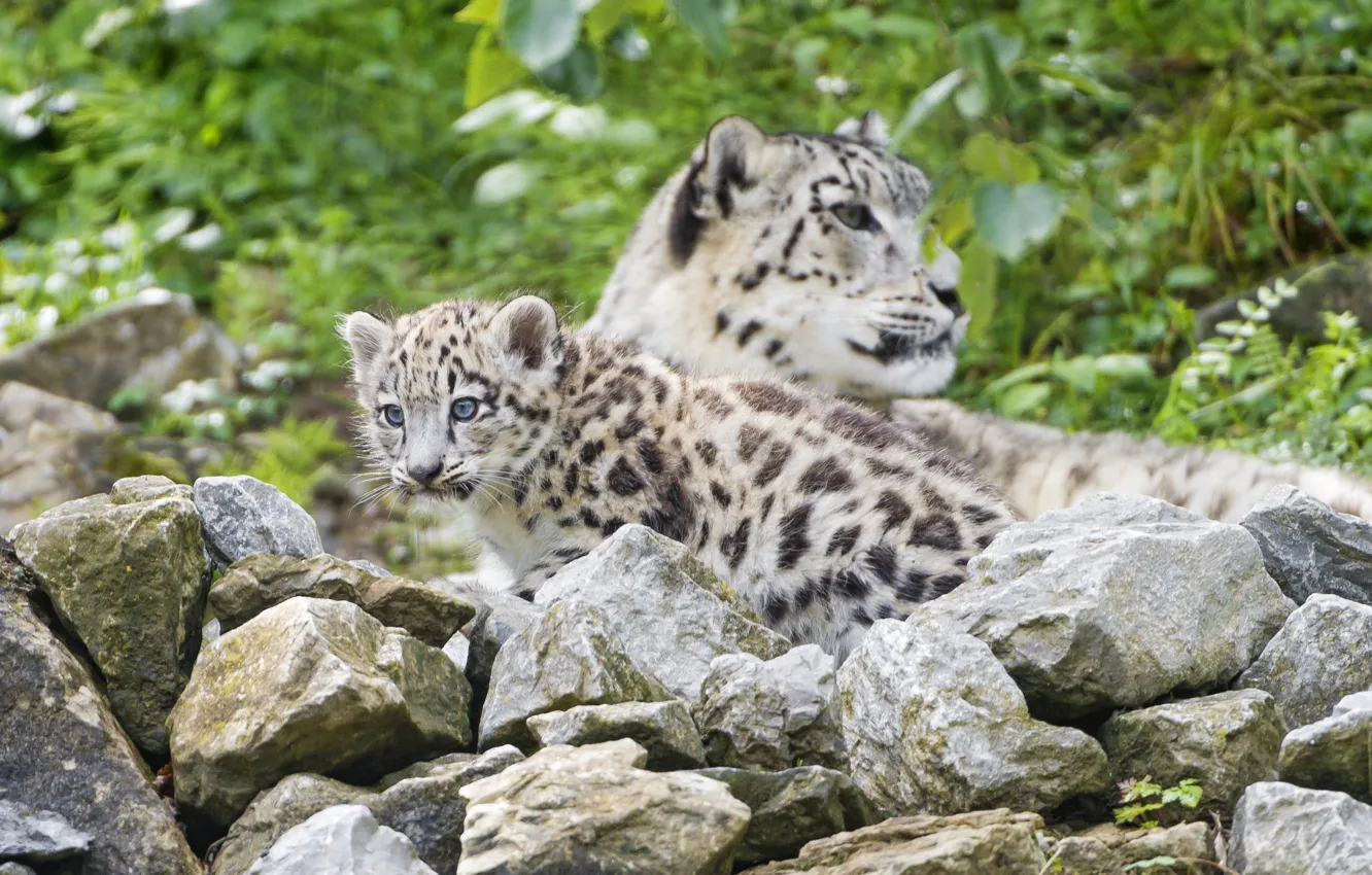 Photo wallpaper cat, stones, IRBIS, snow leopard, cub, kitty, ©Tambako The Jaguar