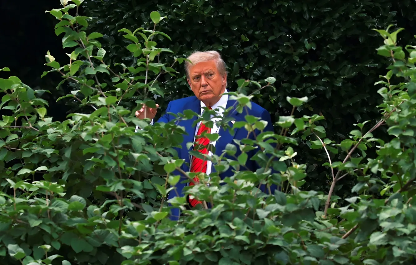 Photo wallpaper trump, The President of the United States, policies, Trump, the bushes