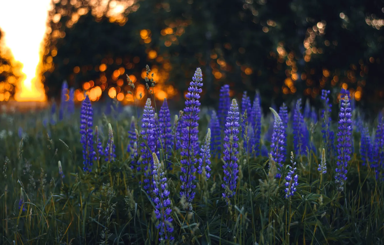 Photo wallpaper summer, flowers, nature, glade, lilac, lupins