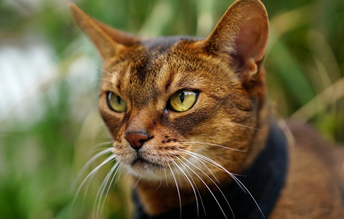 Photo wallpaper cat, look, portrait, muzzle, Abyssinian cat