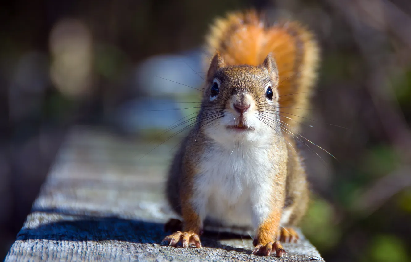 Photo wallpaper macro, nature, protein