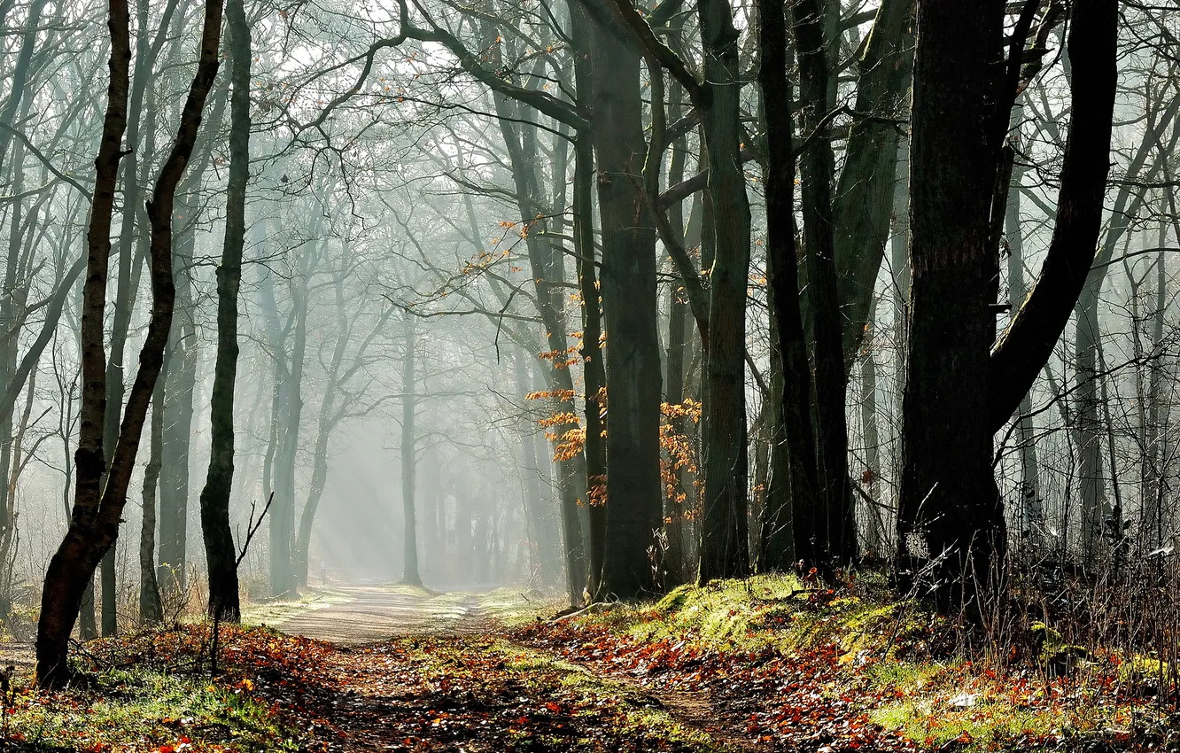 Photo wallpaper forest, trees, track