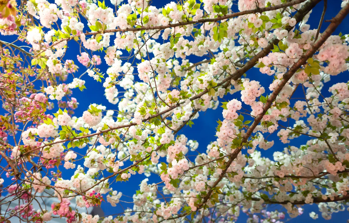 Photo wallpaper the sky, trees, branches, spring, garden