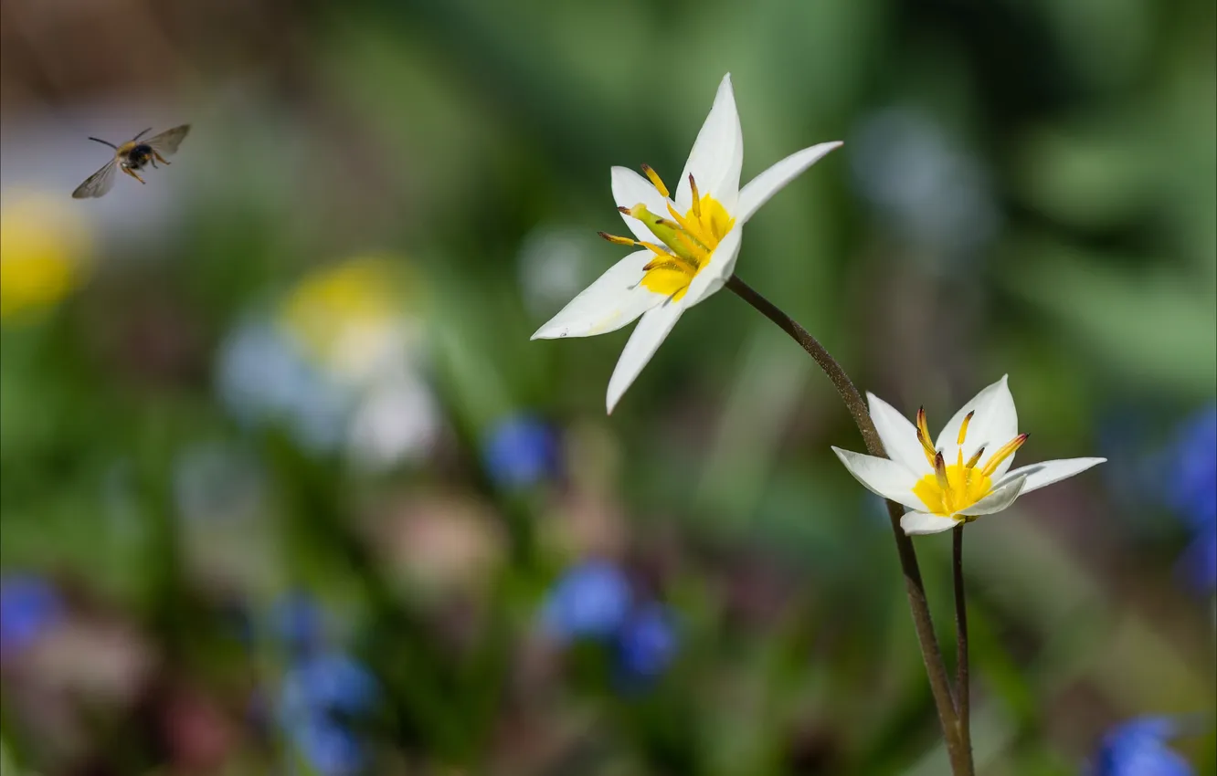 Photo wallpaper flowers, nature, blur, white, bumblebee