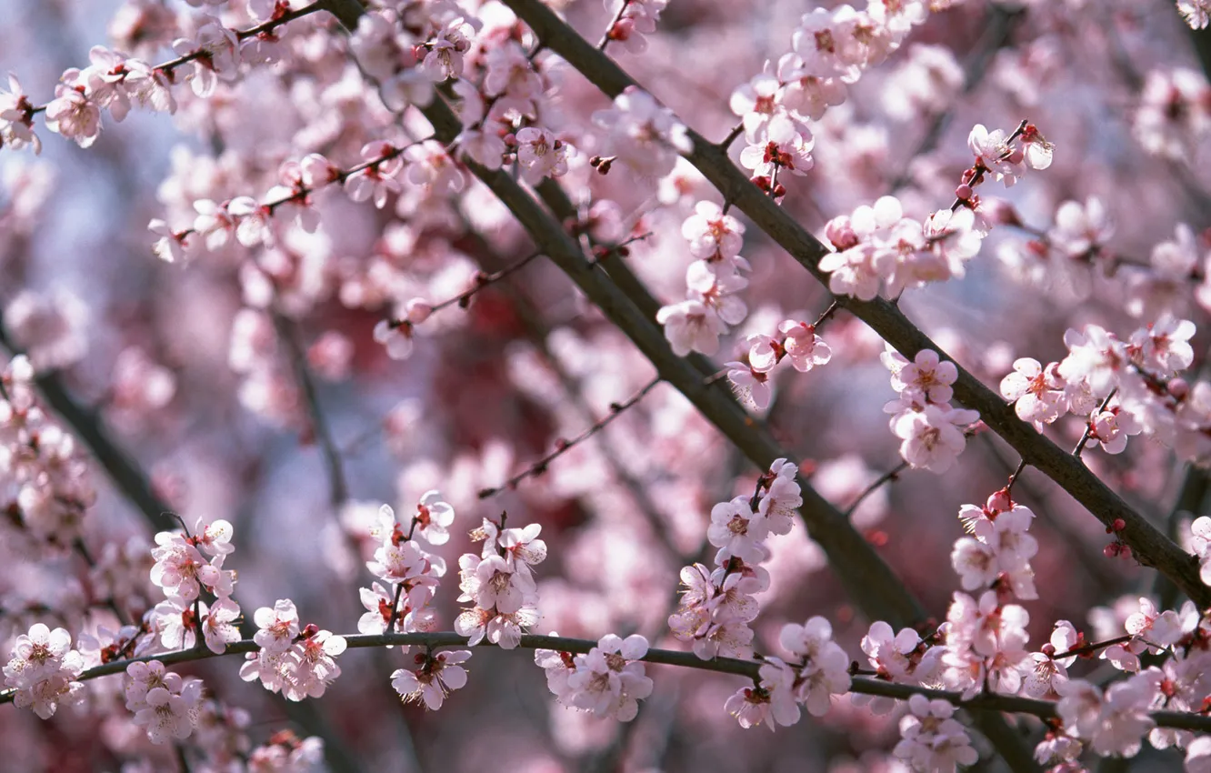 Photo wallpaper trees, Sakura, pink