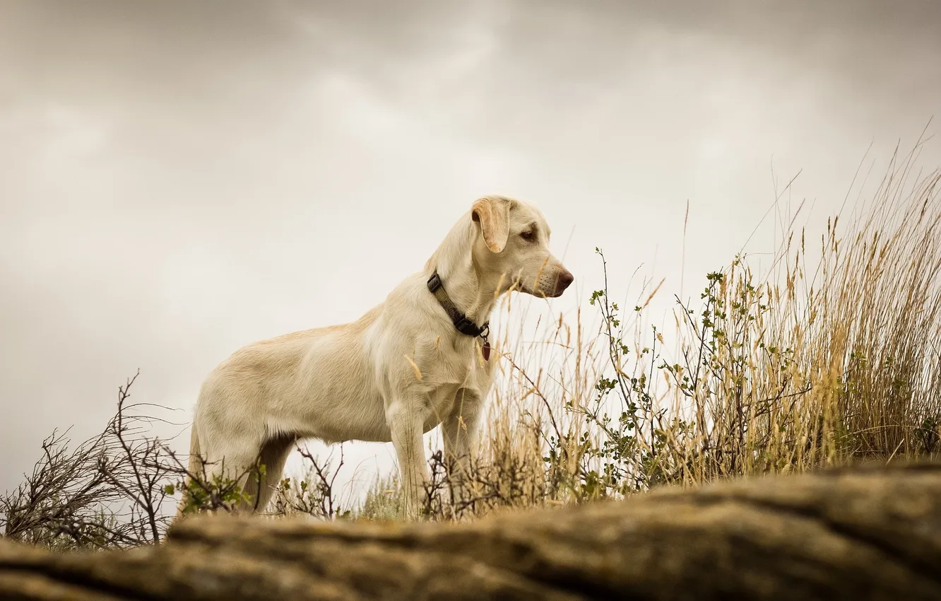 Photo wallpaper grass, background, dog