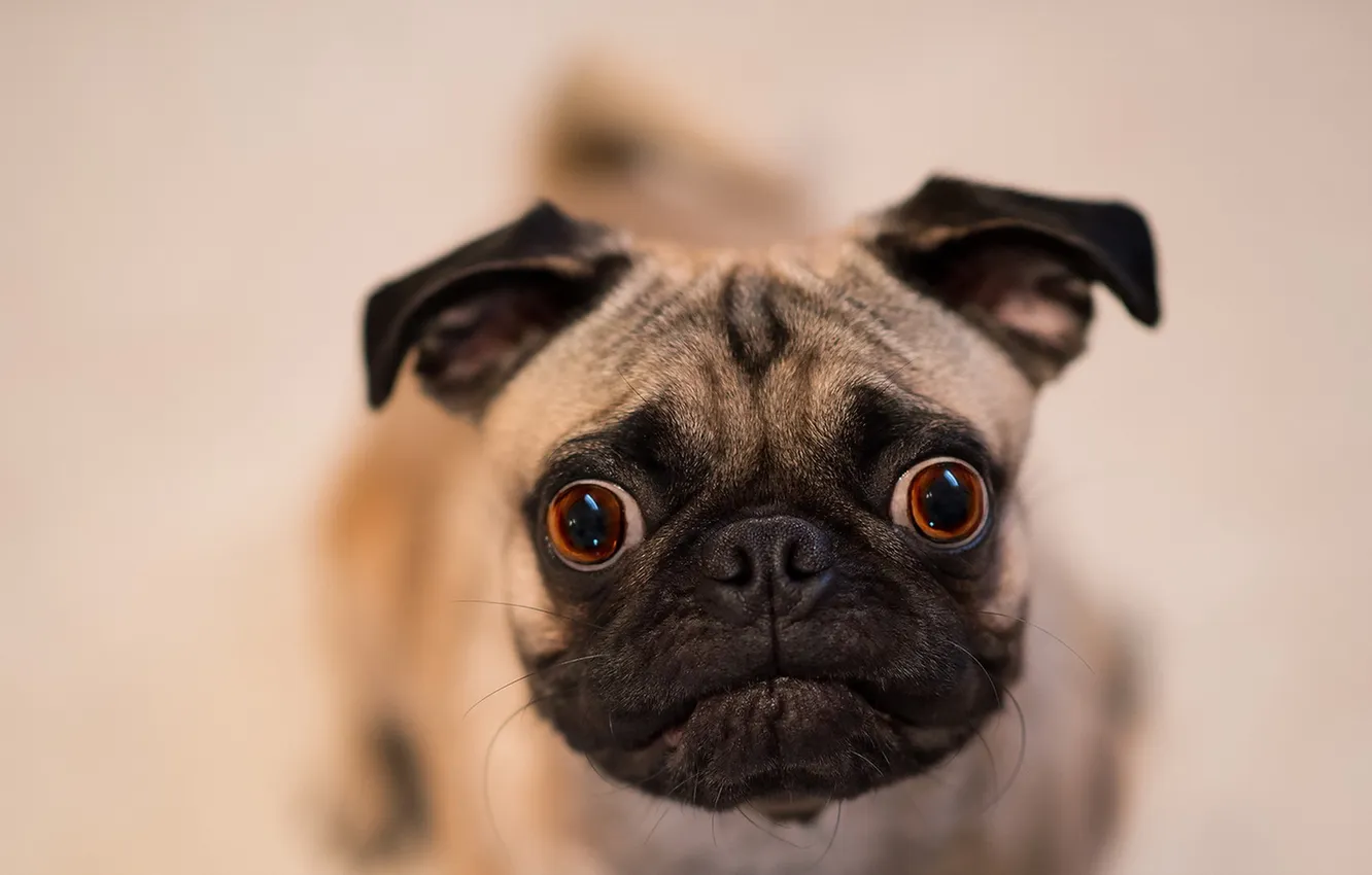 Photo wallpaper look, each, dog