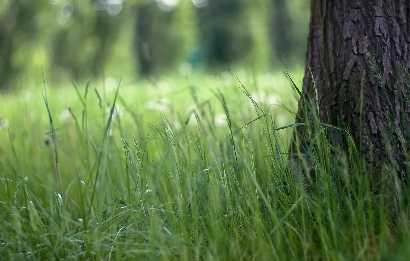 Photo wallpaper grass, macro, nature