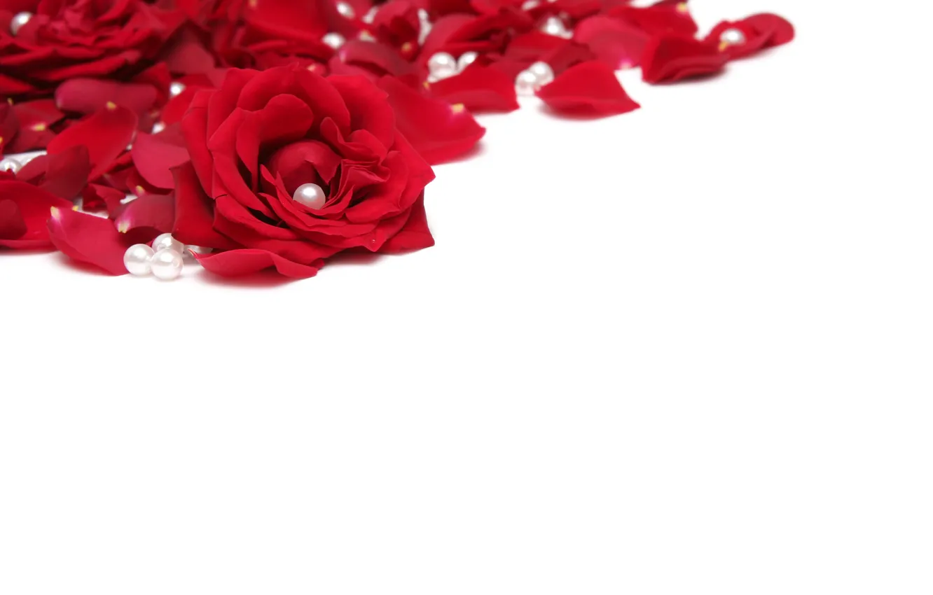 Photo wallpaper flowers, red, roses, petals, white background, pearl, beads