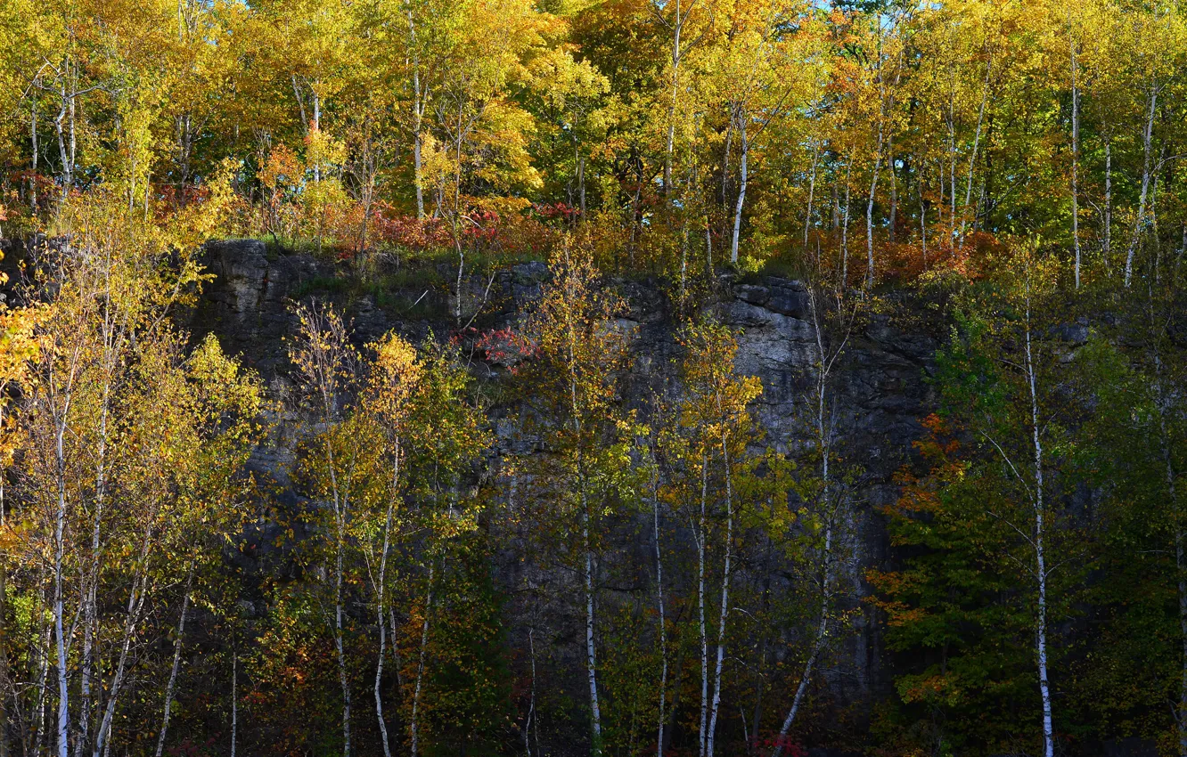 Photo wallpaper autumn, trees, rock