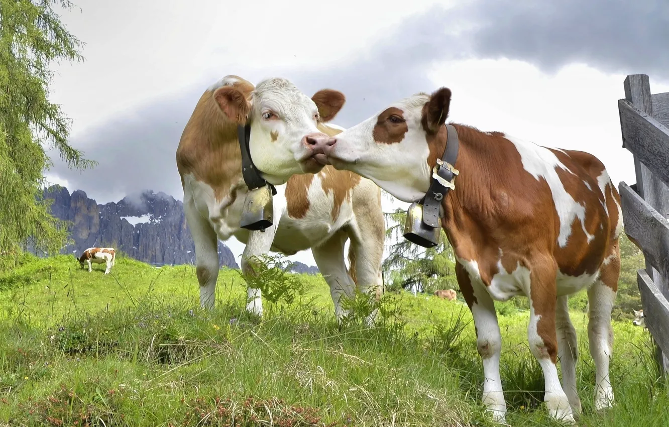 Photo wallpaper the sky, romance, cows, meadow, pair