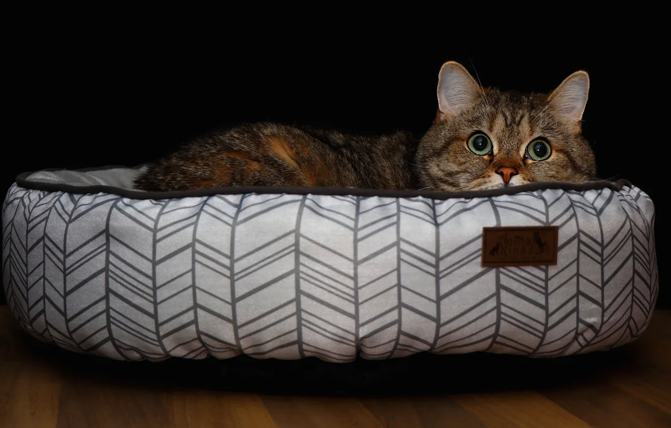 Photo wallpaper cat, cat, look, face, pose, comfort, grey, portrait