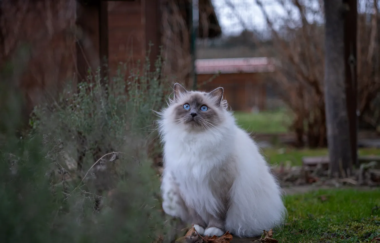 Photo wallpaper cat, cat, look, nature, pose, glade, posts, home