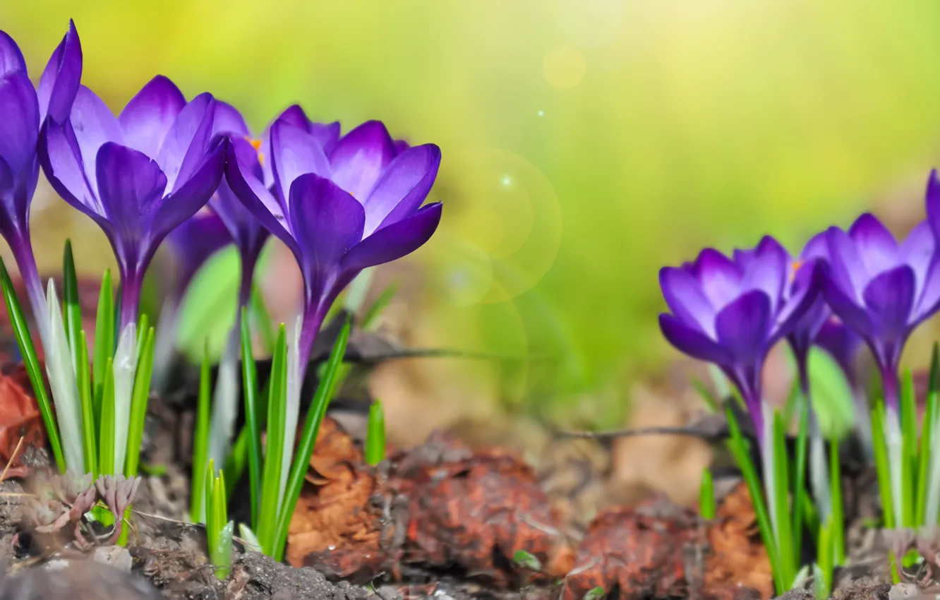Photo wallpaper greens, purple, the sun, macro, glare, background, crocuses, bokeh