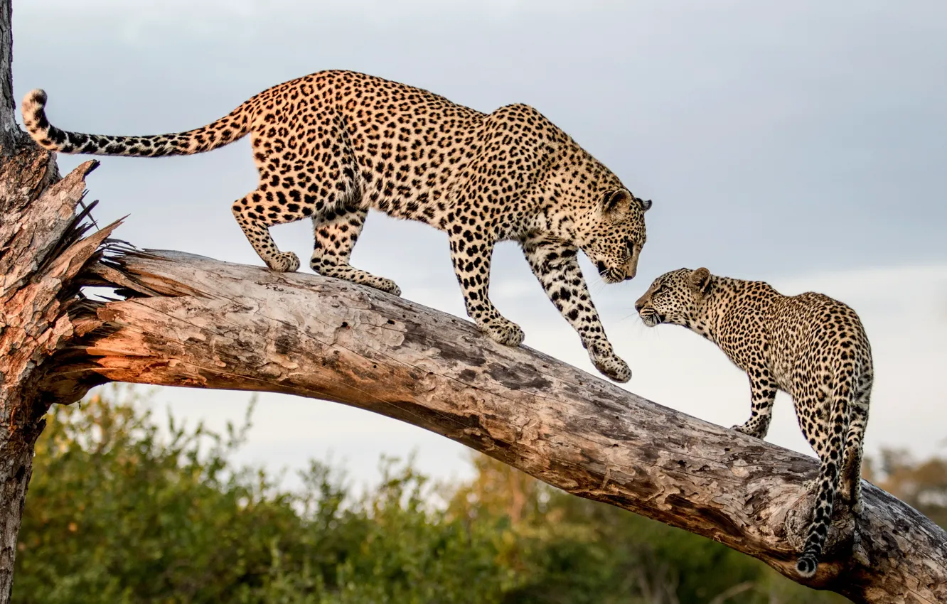 Photo wallpaper Tree, Kitty, Cub, Two, Leopards, Predators, Big Cats