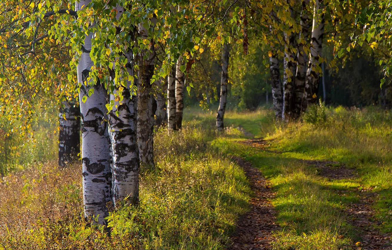 Photo wallpaper road, autumn, forest, birch