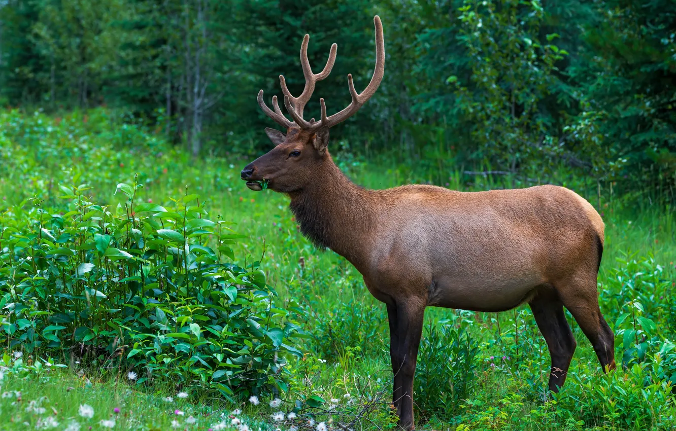 Photo wallpaper forest, grass, nature, deer, profile, the bushes, meal
