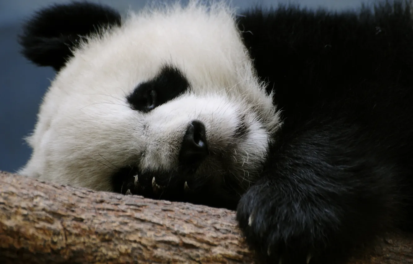 Photo wallpaper branch, bear, Panda, sleeping