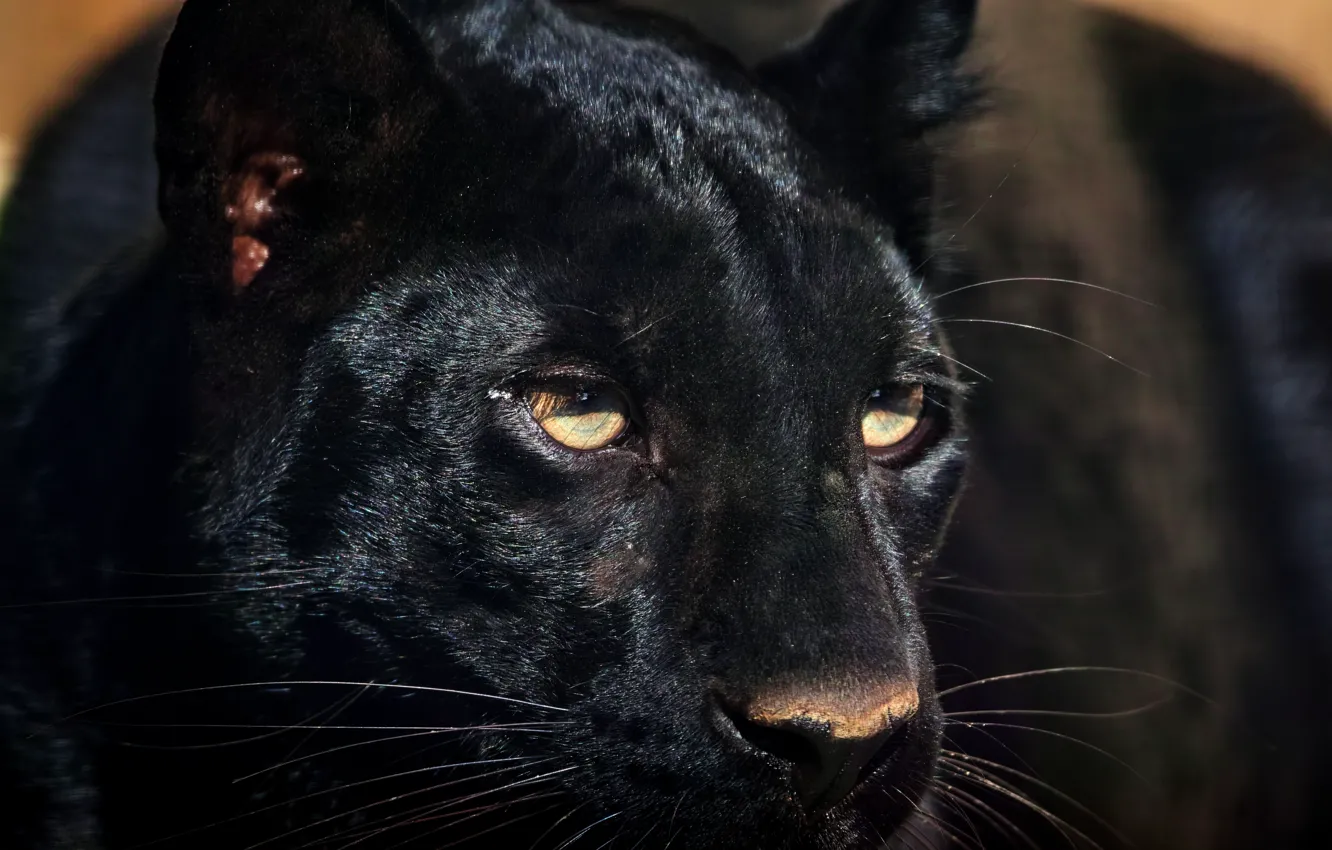 Photo wallpaper look, face, predator, Panther
