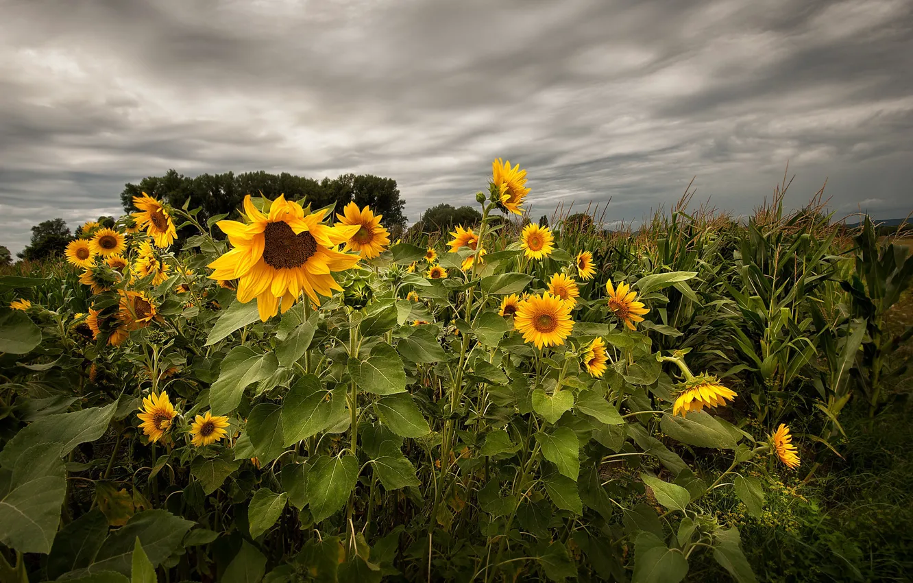 Photo wallpaper summer, sunflowers, nature