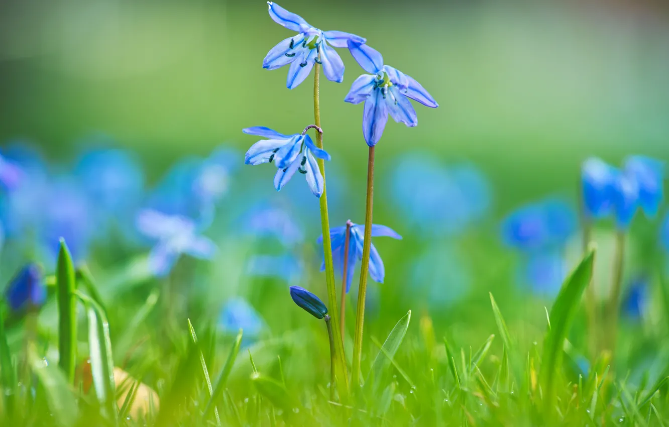Photo wallpaper flowers, spring, blue, Scilla