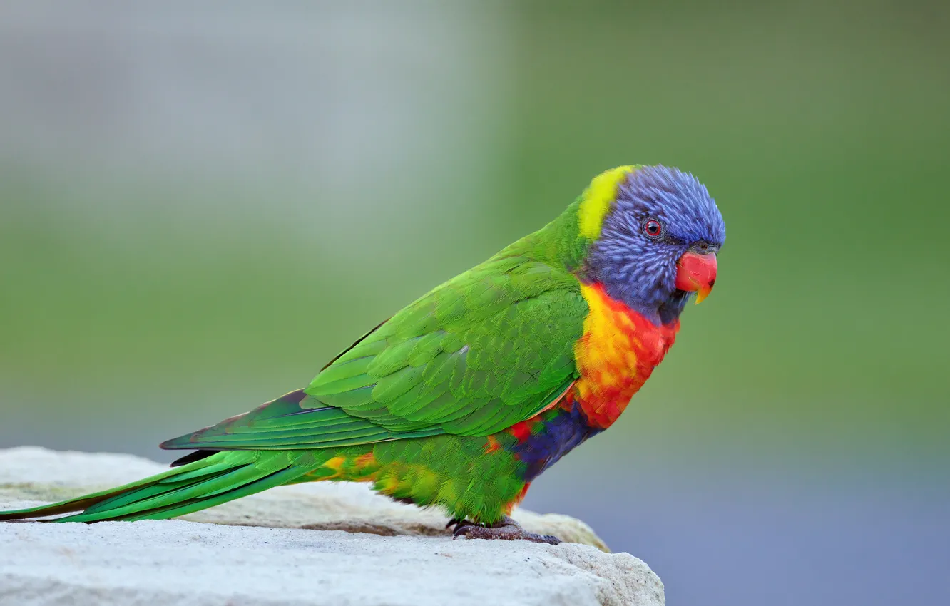 Photo wallpaper bird, parrot, Rainbow lorikeet