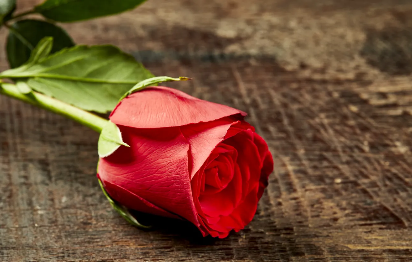 Photo wallpaper roses, Bud, red, rose, red rose, wood, romantic, bud