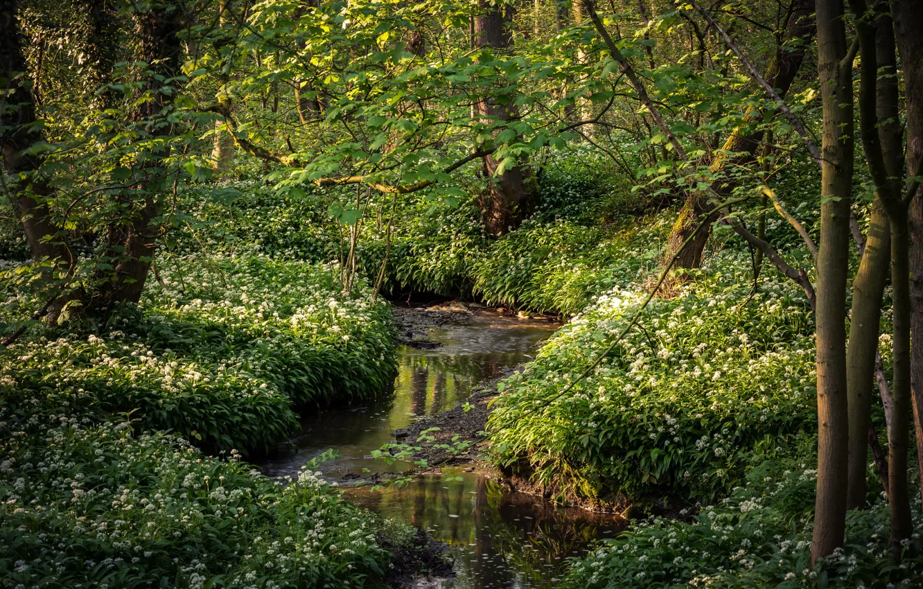 Photo wallpaper greens, forest, grass, trees, flowers, branches, stream, foliage