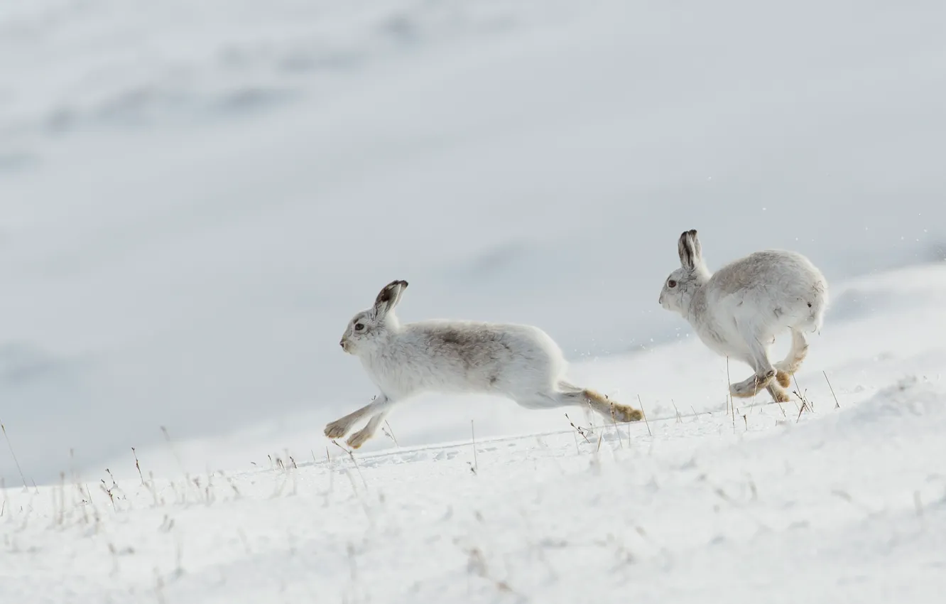 Photo wallpaper winter, white, snow, hare