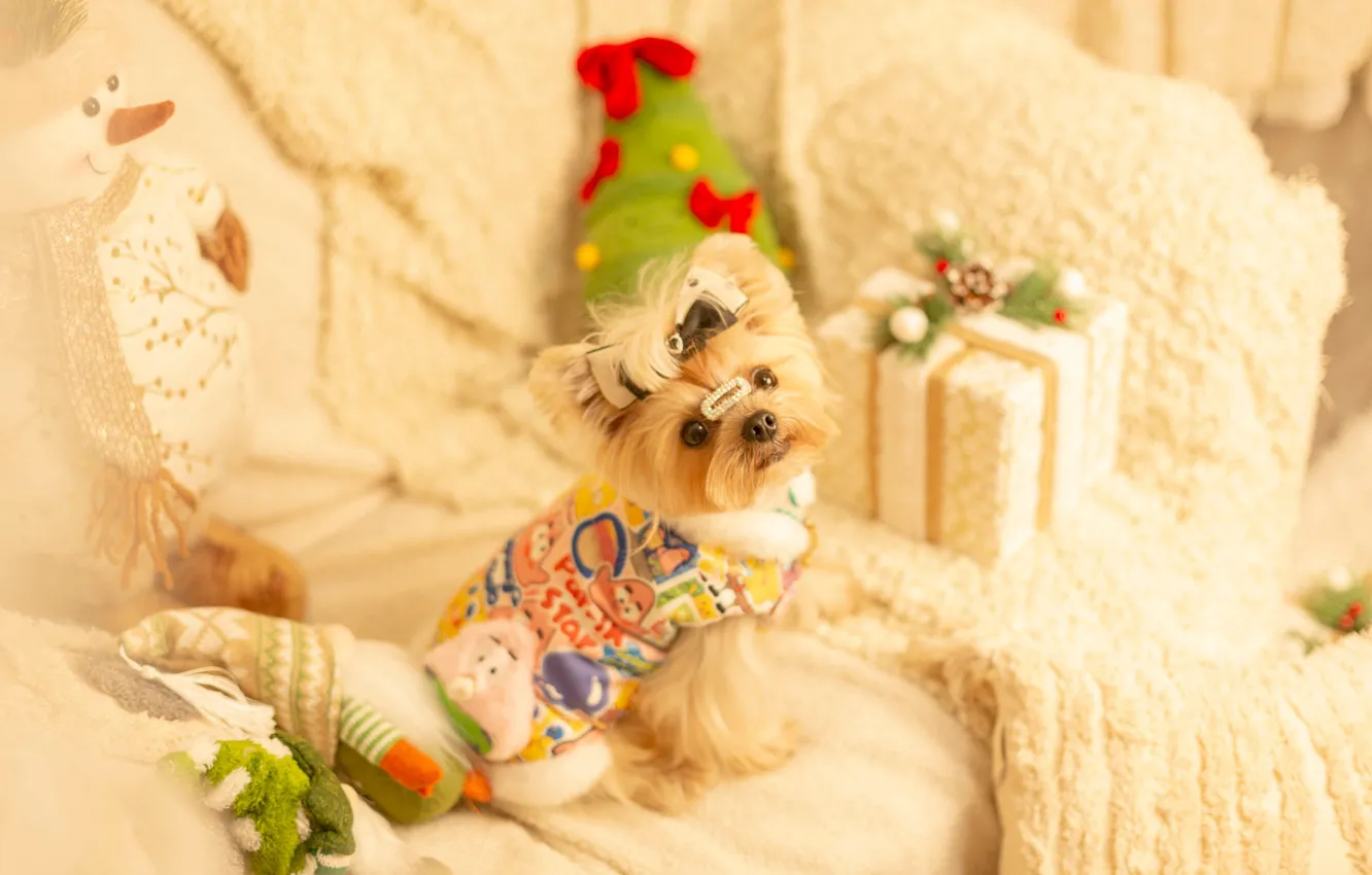 Photo wallpaper look, pose, room, clothing, new year, dog, Christmas, costume