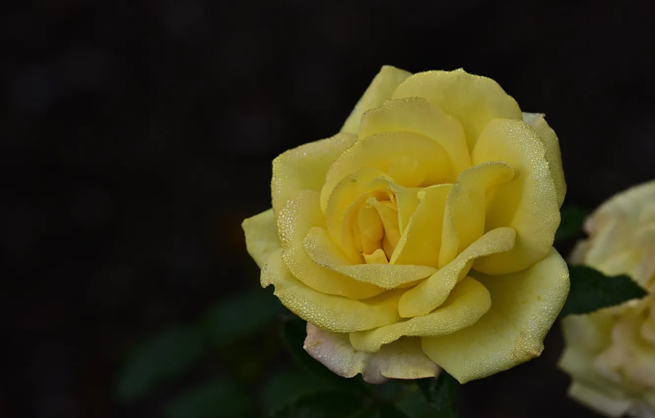 Photo wallpaper flower, drops, the dark background, rose, garden, Bud, yellow