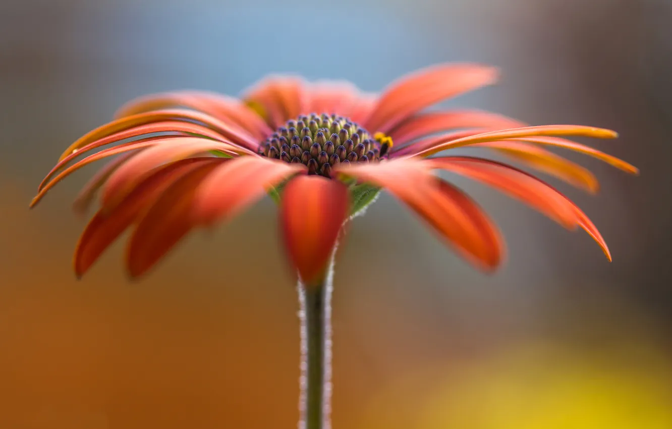 Photo wallpaper flowers, plant, petals, stem