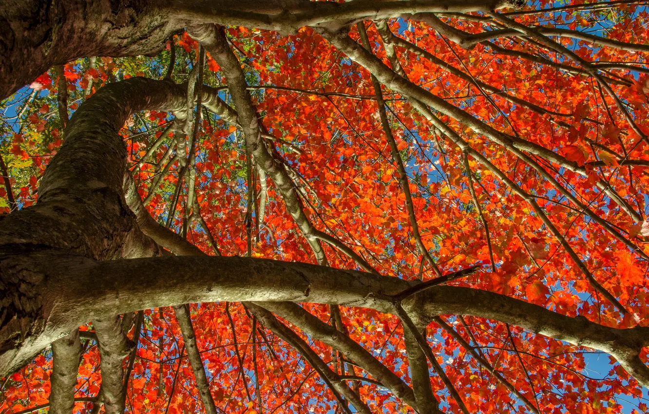 Photo wallpaper autumn, the sky, leaves, trees, the crimson
