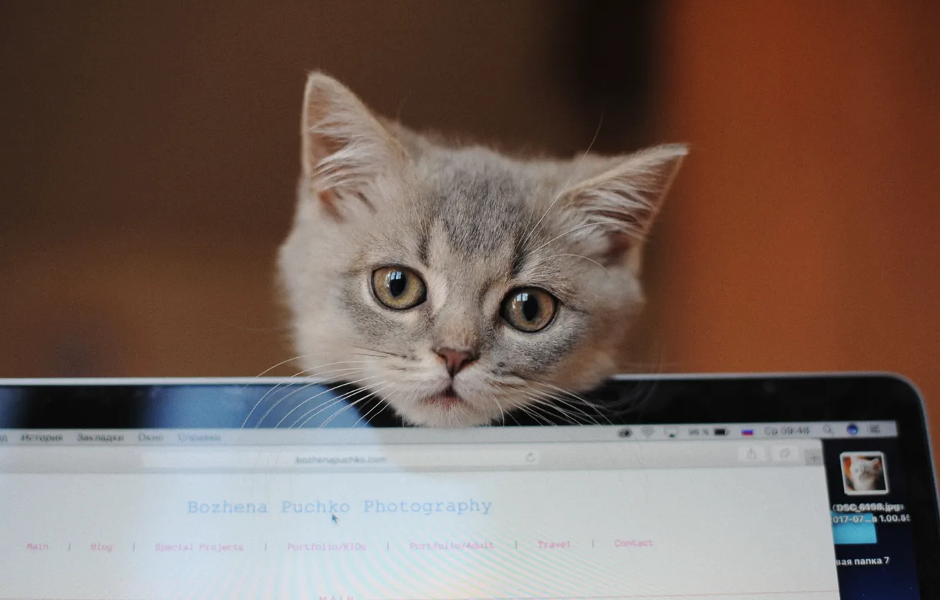 Photo wallpaper look, grey, muzzle, laptop, kitty, Bozhena Puchko