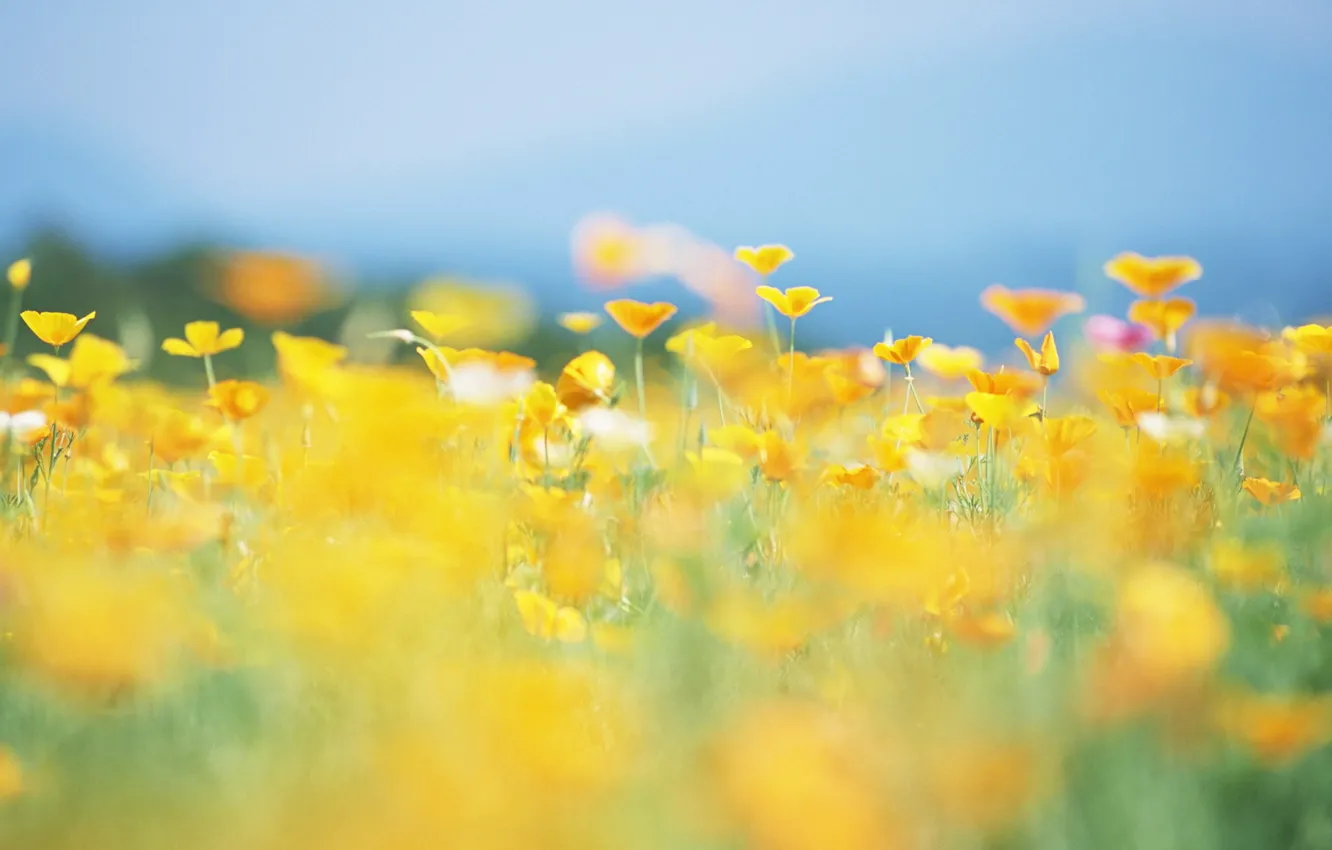 Photo wallpaper summer, the sun, flowers, nature, glade, yellow, blur