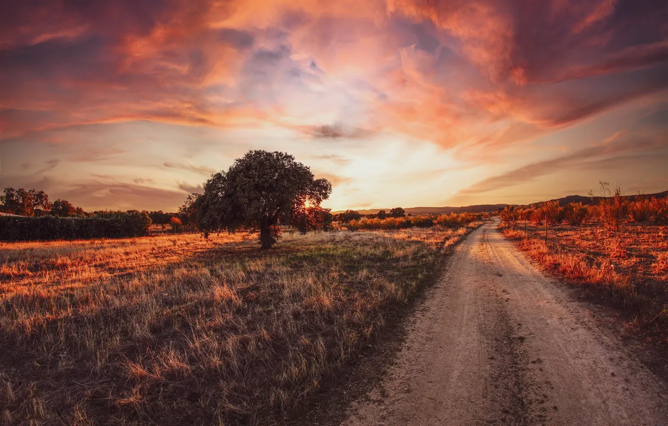 Photo wallpaper road, trees, sunset