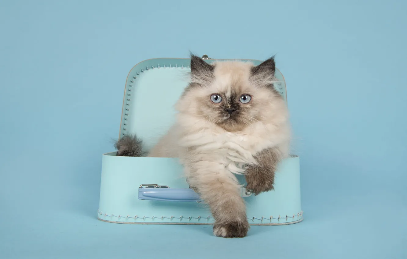 Photo wallpaper cat, look, pose, legs, fluffy, box, handbag, kitty