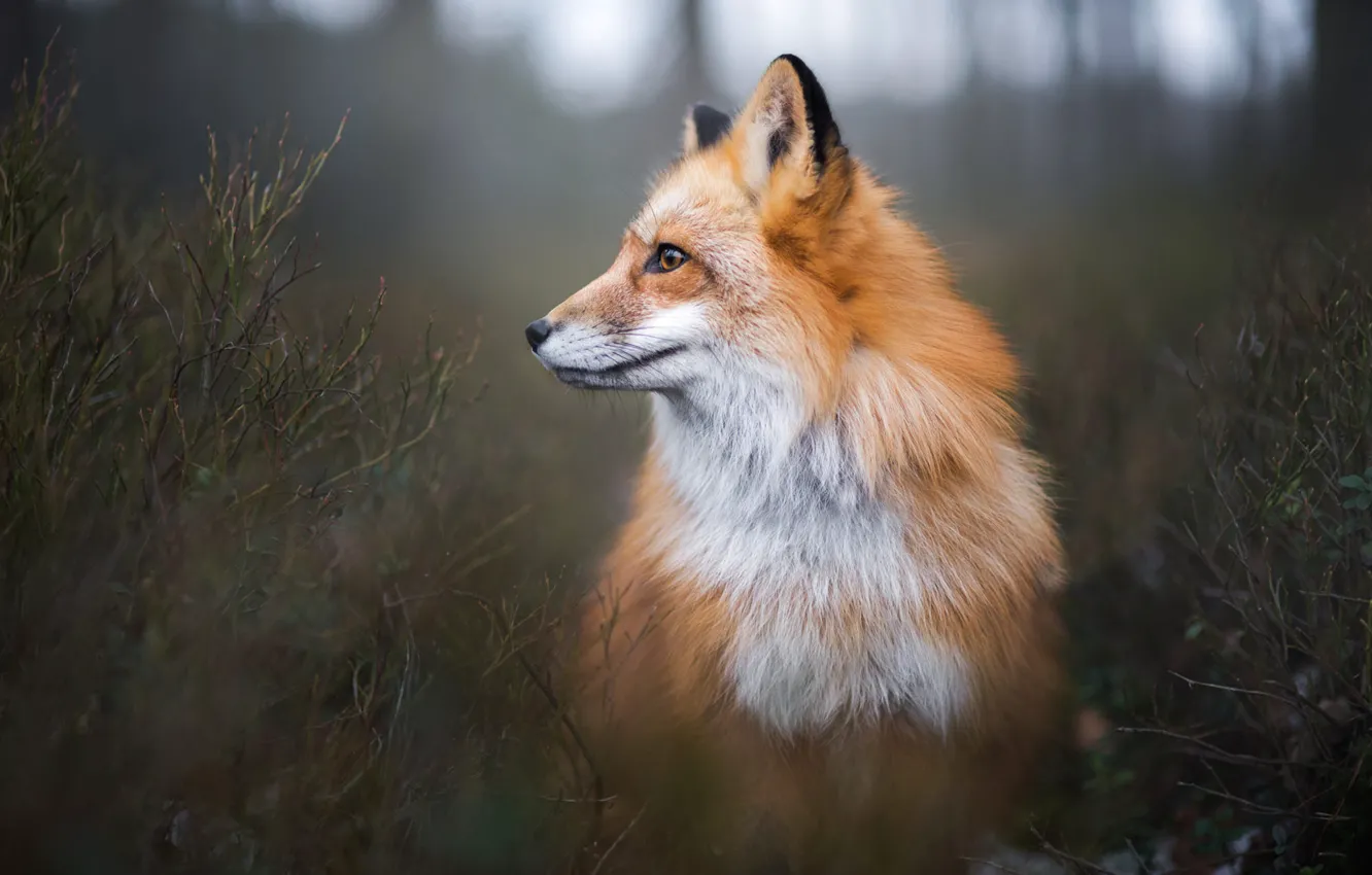 Photo wallpaper forest, look, branches, nature, pose, background, thickets, dark